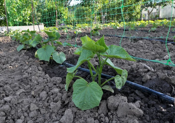 Cucumbers are grown on drip irrigation and grow on a vertical grid