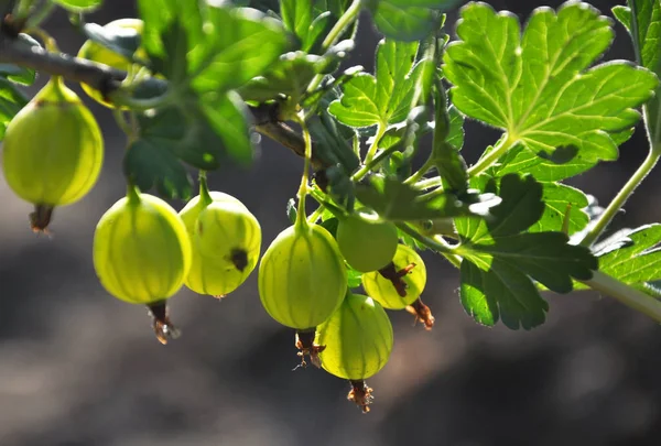 Pada Cabang Semak Matang Buah Gooseberry Pada Latar Belakang Kabur — Stok Foto