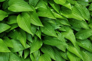 Arka plan ve doku flowerbed üzerinde büyüyen yeşil uzun yaprakları ile