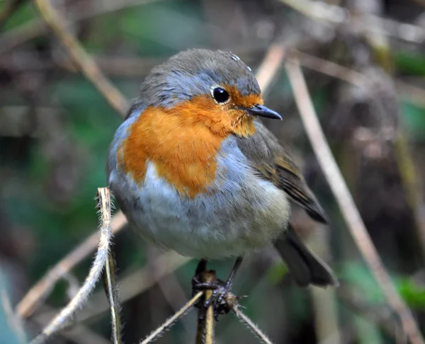 Robin Aves Familia Cazadores Moscas —  Fotos de Stock