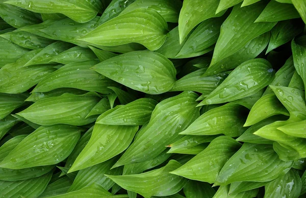 Achtergrond Textuur Met Groene Langwerpige Bladeren Groeien Flowerbed — Stockfoto