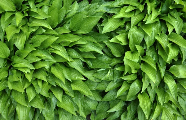 Achtergrond Textuur Met Groene Langwerpige Bladeren Groeien Flowerbed — Stockfoto