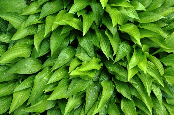 Achtergrond Textuur Met Groene Langwerpige Bladeren Groeien Flowerbed — Stockfoto