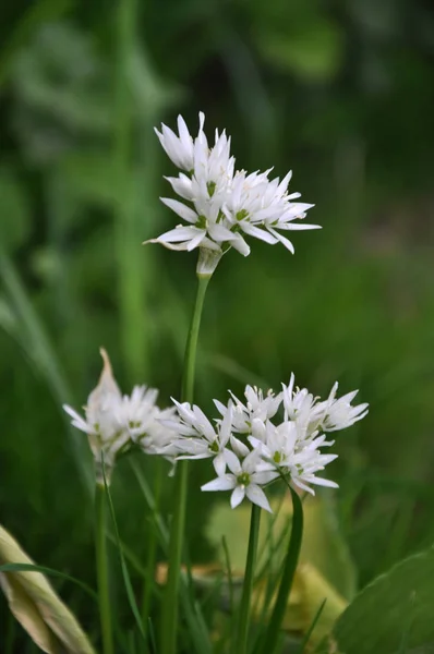 Floração Allium Ursinum Comida Medicina Mel Cultura Decorativa Que Está — Fotografia de Stock