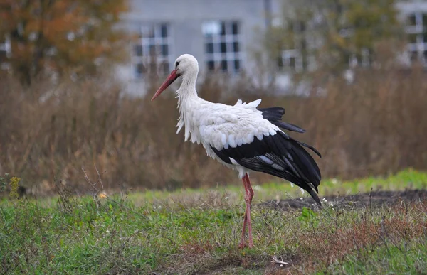 Spätherbst Einsam Verletzt Trauriger Storch Wandert Dorfrand — Stockfoto