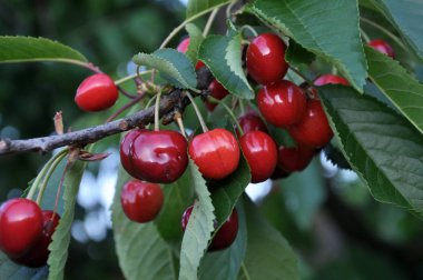 Kiraz - Prunus avium olgun çilek ile şube