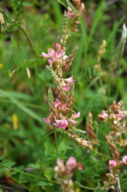 Çayır otları içinde büyüyen pembe çiçekler sainfoin