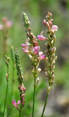 Çayır otları içinde büyüyen pembe çiçekler sainfoin