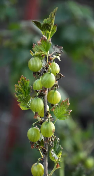 Branch Bush Ripens Gooseberry Fruit Blurry Background Backlight — Stock Photo, Image