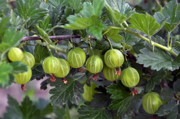 Branch Bush Ripens Gooseberry Fruit Blurry Background Backlight — Stock Photo, Image