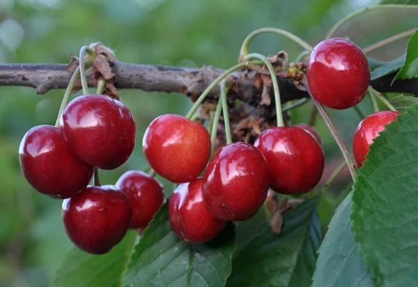 Větev Zralé Plody Třešní Prunus Avium — Stock fotografie