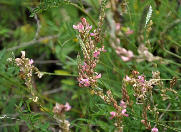 Pink Flowers Sainfoin Growing Meadow Grasses — Stock Photo, Image