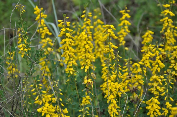 Dzikich Żółte Kwiaty Kwitną Janowiec Tinctoria — Zdjęcie stockowe