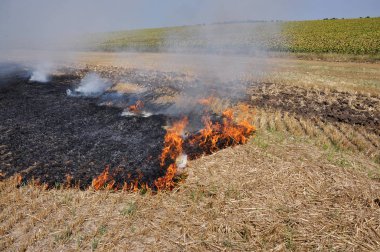 The field burns stubble and post-fallen remains after harvesting grain crops clipart