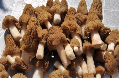 Morchella esculenta Pers ilk vahşi bahar mantar
