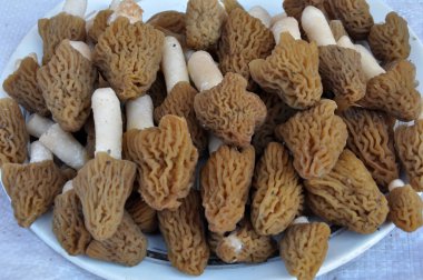 Morchella esculenta Pers ilk vahşi bahar mantar