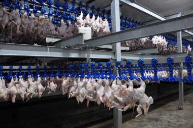 In the processing plant (cooling) of poultry carcasses in the meat processing plant clipart