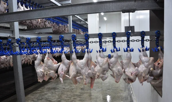 Der Verarbeitungsanlage Kühlung Von Geflügelschlachtkörpern Der Fleischverarbeitungsanlage — Stockfoto