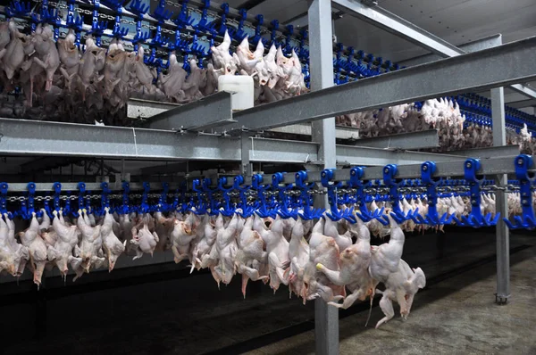 Zakładzie Przetwórczym Chłodzenie Tusz Drobiowych Zakład Przetwórstwa Mięsnego — Zdjęcie stockowe