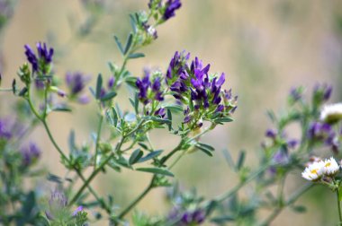 In meadow grasses, blossom alfalfa is sown clipart