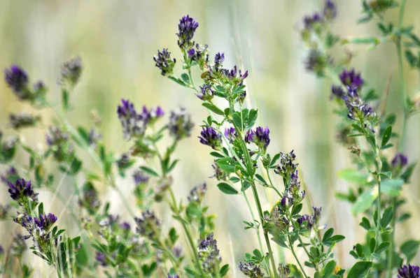 In meadow grasses, blossom alfalfa is sown — Stock Image Meadow Grasses Blossom Alfalfa Sown Stock Photo