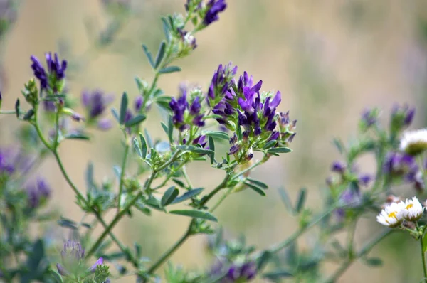 In meadow grasses, blossom alfalfa is sown — Stock Image Meadow Grasses Blossom Alfalfa Sown Royalty Free Stock Photos