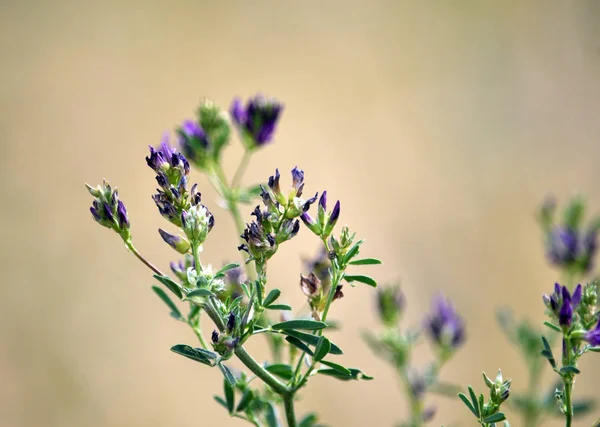 In meadow grasses, blossom alfalfa is sown — Stock Image Meadow Grasses Blossom Alfalfa Sown Stock Picture