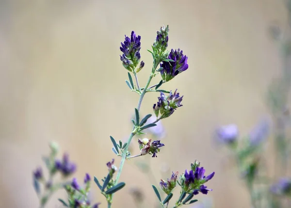 In meadow grasses, blossom alfalfa is sown — Stock Image Meadow Grasses Blossom Alfalfa Sown Stock Image