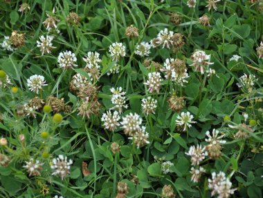 Çiçek ve yaprak yonca beyaz veya sürünen. Değerli hayvan yemi, iyi bal bitki, manzara desig kullanılan vardır