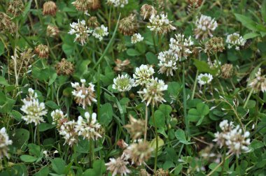 Çiçek ve yaprak yonca beyaz veya sürünen. Değerli hayvan yemi, iyi bal bitki, manzara desig kullanılan vardır