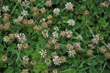 Çiçek ve yaprak yonca beyaz veya sürünen. Değerli hayvan yemi, iyi bal bitki, manzara desig kullanılan vardır