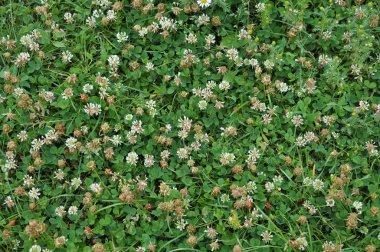 Çiçek ve yaprak yonca beyaz veya sürünen. Değerli hayvan yemi, iyi bal bitki, manzara desig kullanılan vardır