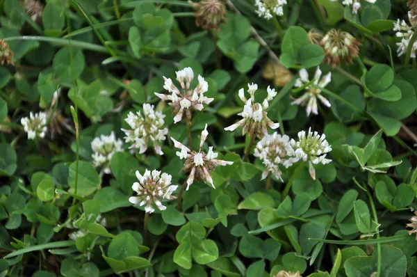 Fiori Foglie Trifoglio Bianco Strisciante Sono Preziosi Mangimi Animali Buona — Foto Stock