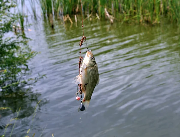 Caught crucian carp fishing on a background of a reservoir