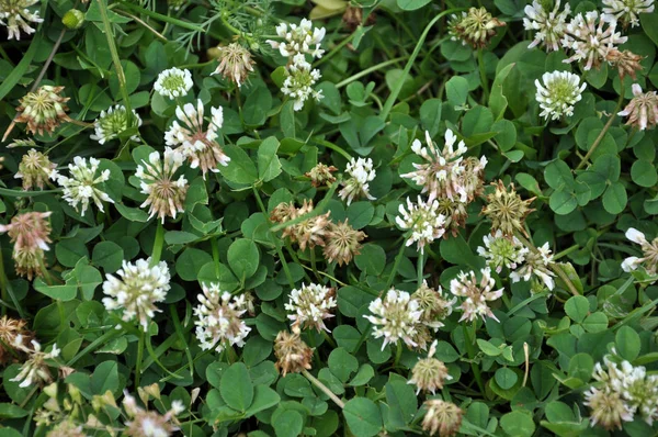 花とクローバー ホワイトまたは匍匐性の葉 良い蜂蜜植物 景観設計で使用される貴重な飼料があります — ストック写真