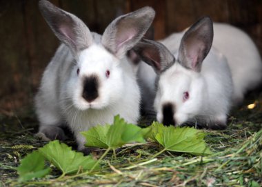 Kafes Kaliforniyalı cins genç tavşan sürüsü olduğunu