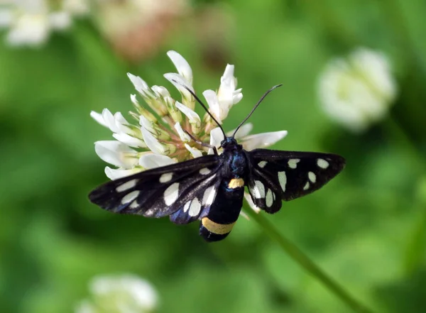 Borboleta Amata Phegea Senta Uma Flor Trevo Branco — Fotografia de Stock