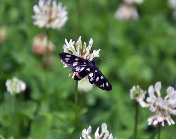 Borboleta Amata Phegea Senta Uma Flor Trevo Branco — Fotografia de Stock