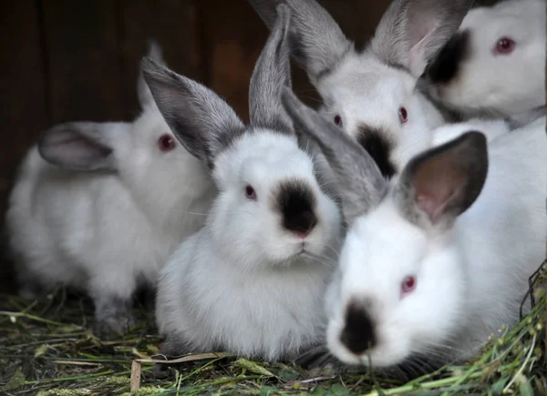 Der Käfig Ist Eine Herde Junger Kaninchen Der Kalifornischen Rasse — Stockfoto