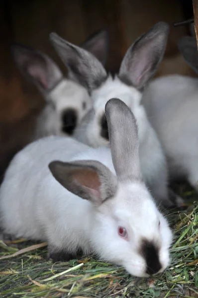 笼子是加利福尼亚品种的幼兔群 — 图库照片