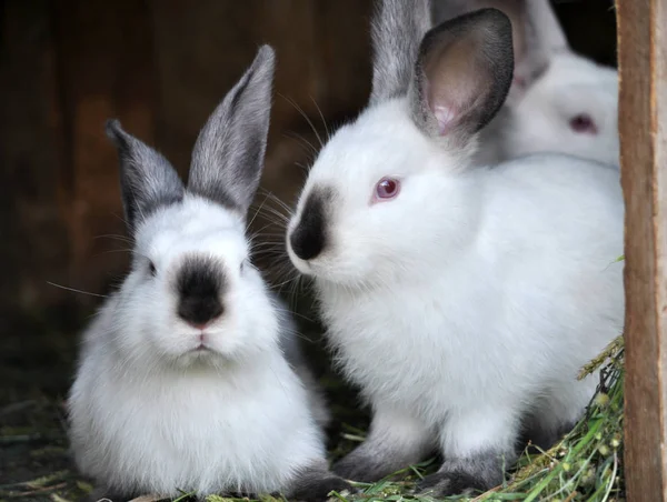 Gabbia Branco Giovani Conigli Della Razza Californiana — Foto Stock