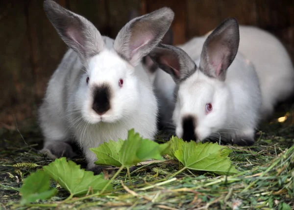 Kafes Kaliforniyalı cins genç tavşan sürüsü olduğunu