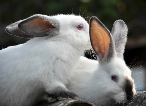 Der Käfig Ist Eine Herde Junger Kaninchen Der Kalifornischen Rasse — Stockfoto