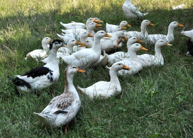 Ev yapımı ördekler köy bahçesinde otlatmak