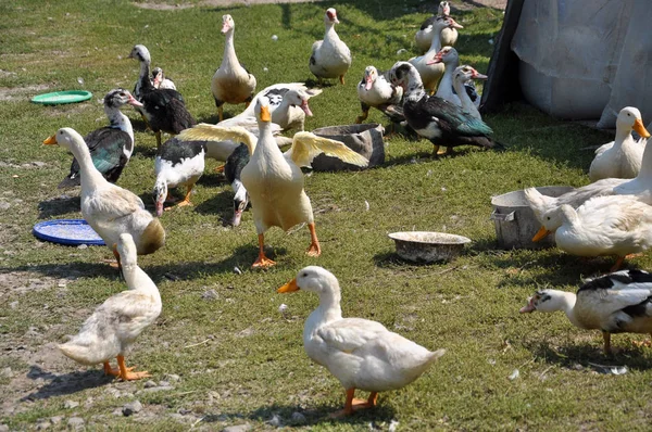 Homemade Ducks Graze Village Yard — Stock Photo, Image