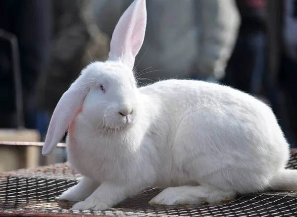 Breed Rabbits Exhibition Sale Animal — Stock Photo, Image