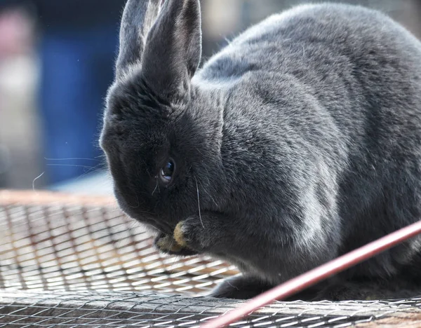 Breed Rabbits Exhibition Sale Animal — Stock Photo, Image