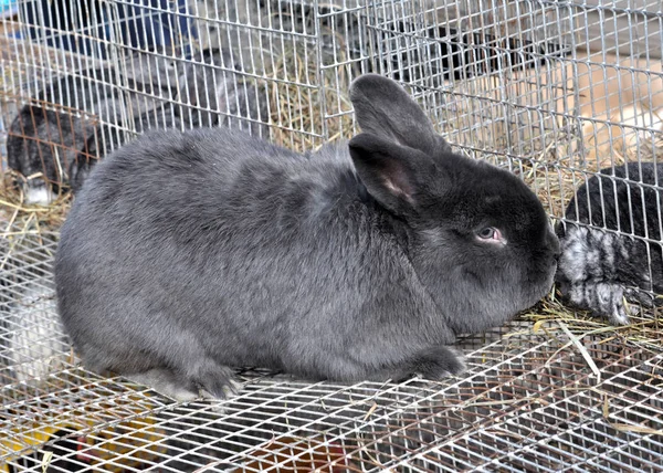 Breed Rabbits Exhibition Sale Animal — Stock Photo, Image