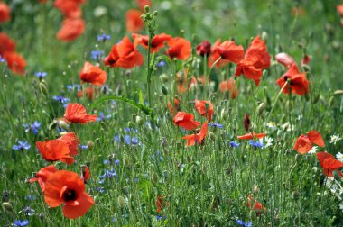 Yaz alan alan çiçek haşhaş, peygamber çiçeği ve papatya ile