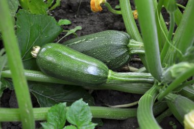 Courgette with fruits, flowers and leaves growing on the land clipart